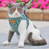 Harness Vest. Collar for Small Dogs or Cats - Petliv